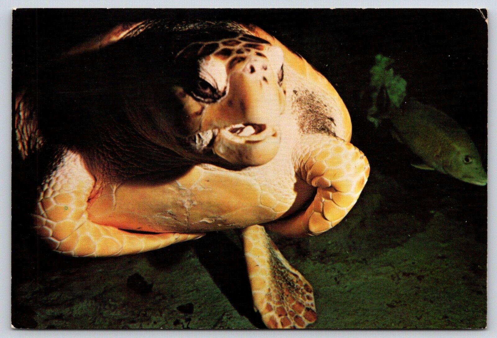 Postcard Loggerhead Turtle