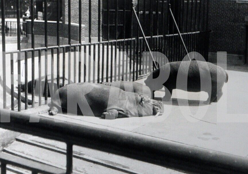 Vintage Press Photo Siesta Allo Zoo Of Central Park By New York, 7 1/8x5 1/8in