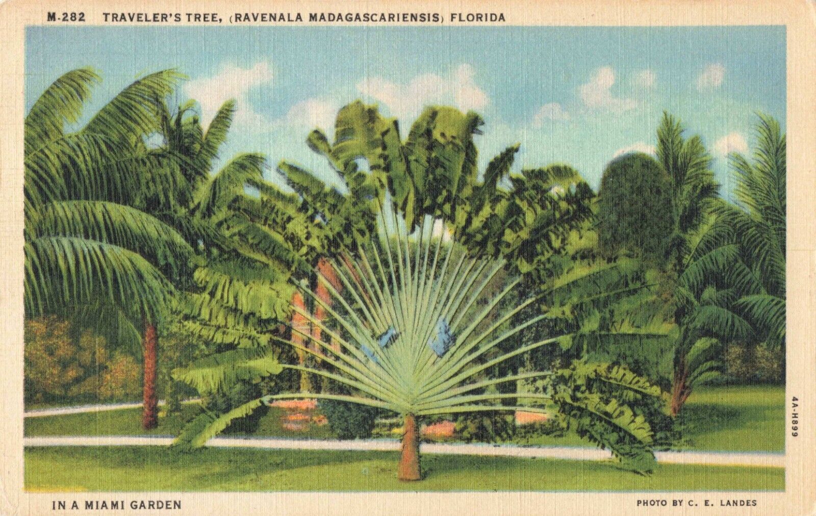 Miami Florida, Traveler\'s Palm Tree, Vintage Postcard