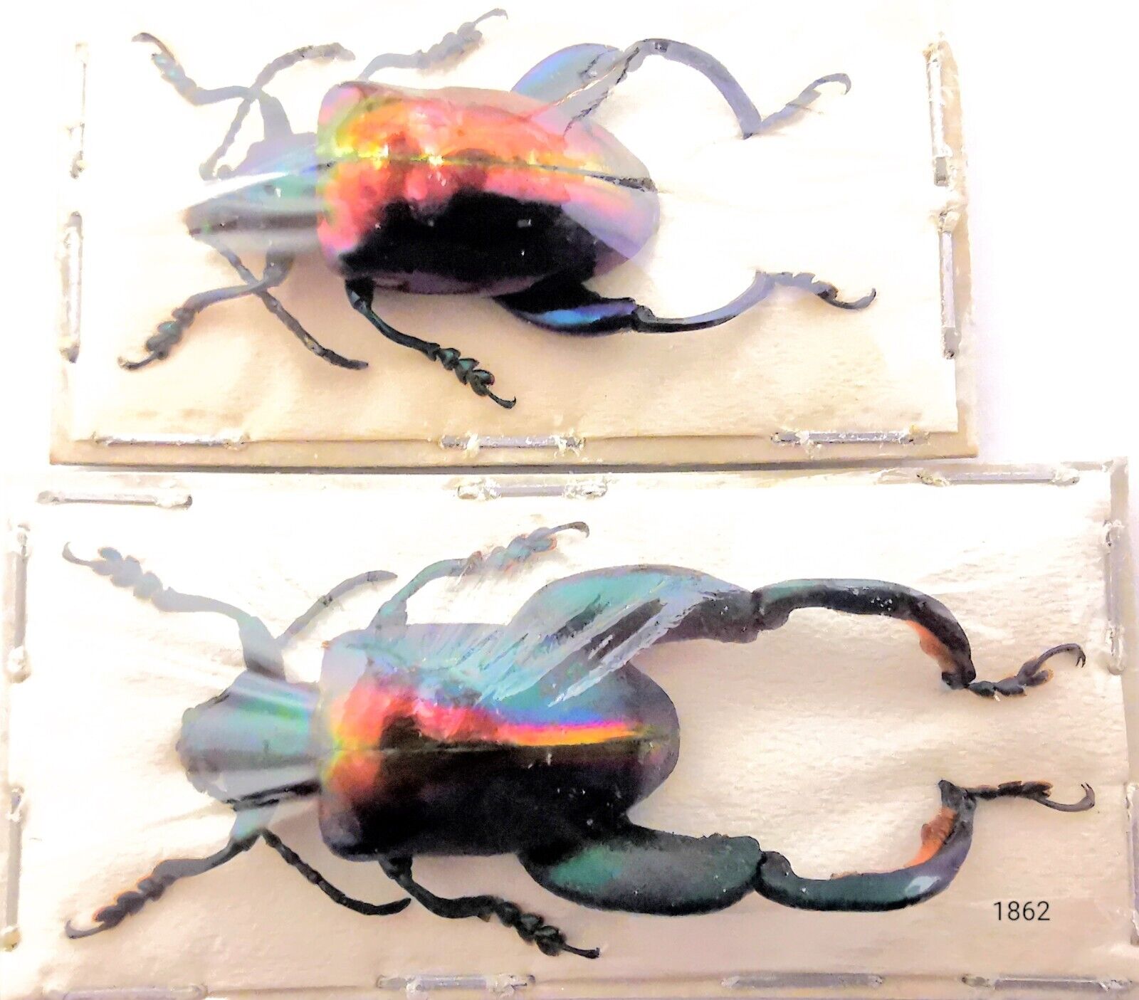 Chrysomelidae Sagra buqueti XL PAIR A1 from MALAYSIA - #1862