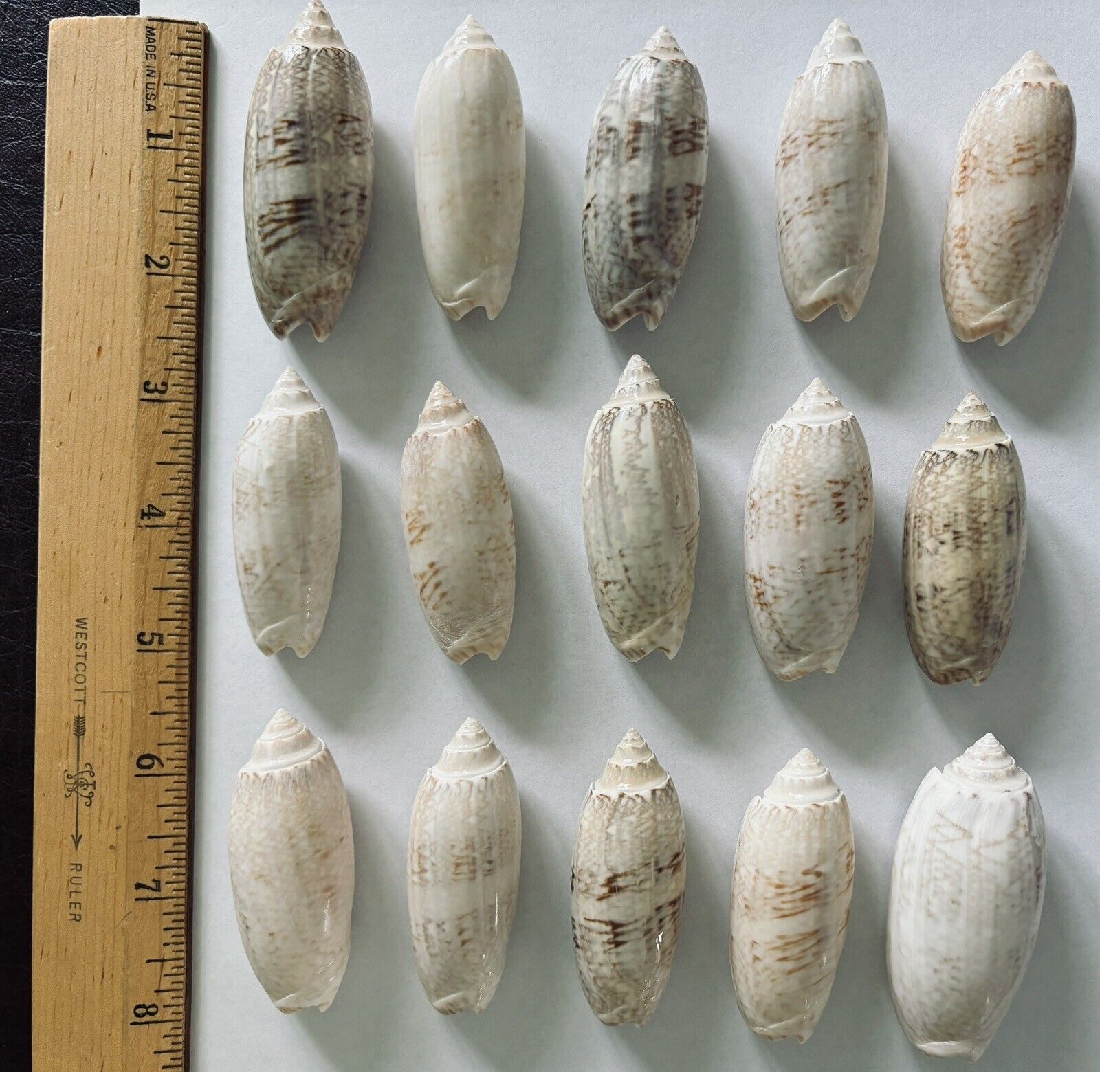 15 Large Olive Seashells From Sanibel Island, Florida Approx.  2 To 2.5  Inches