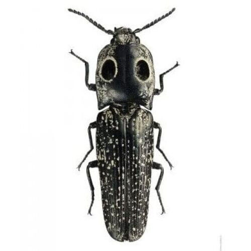 Alaus melanops eyed click beetle USA PACKAGED