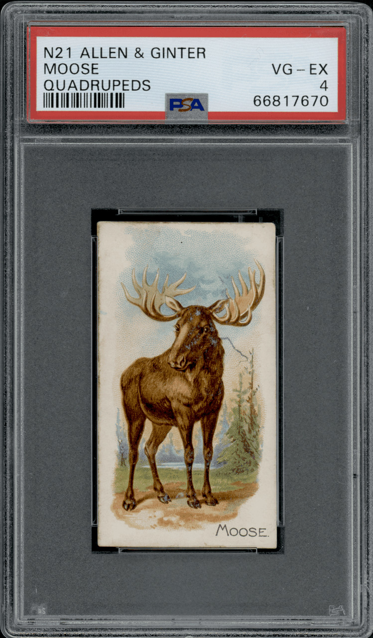 1890 N21 Allen & Ginter Moose 50 Quadrupeds PSA 4