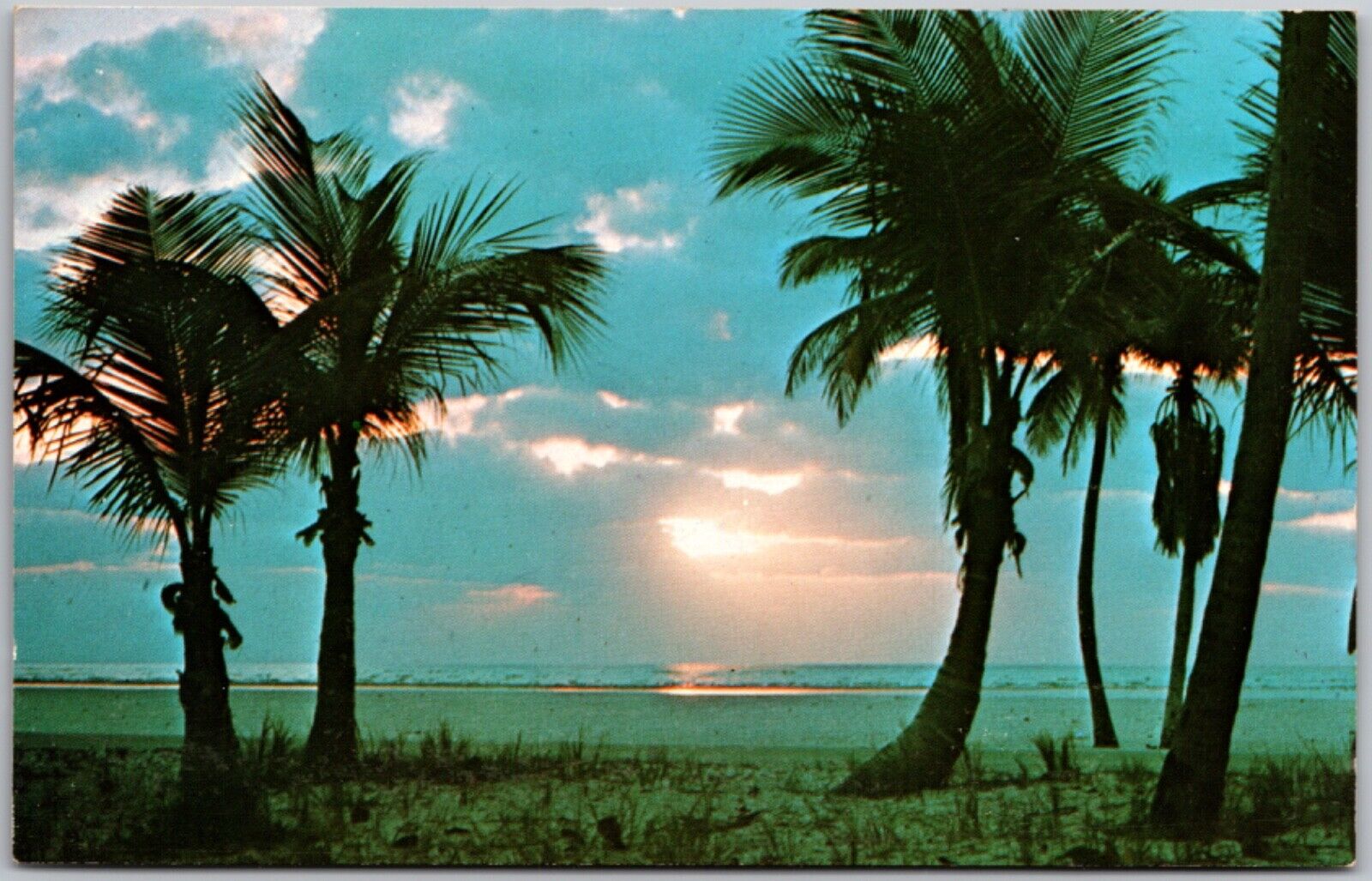 Postcard Vintage Chrome A Florida Sunrise Palm Trees Florida FL
