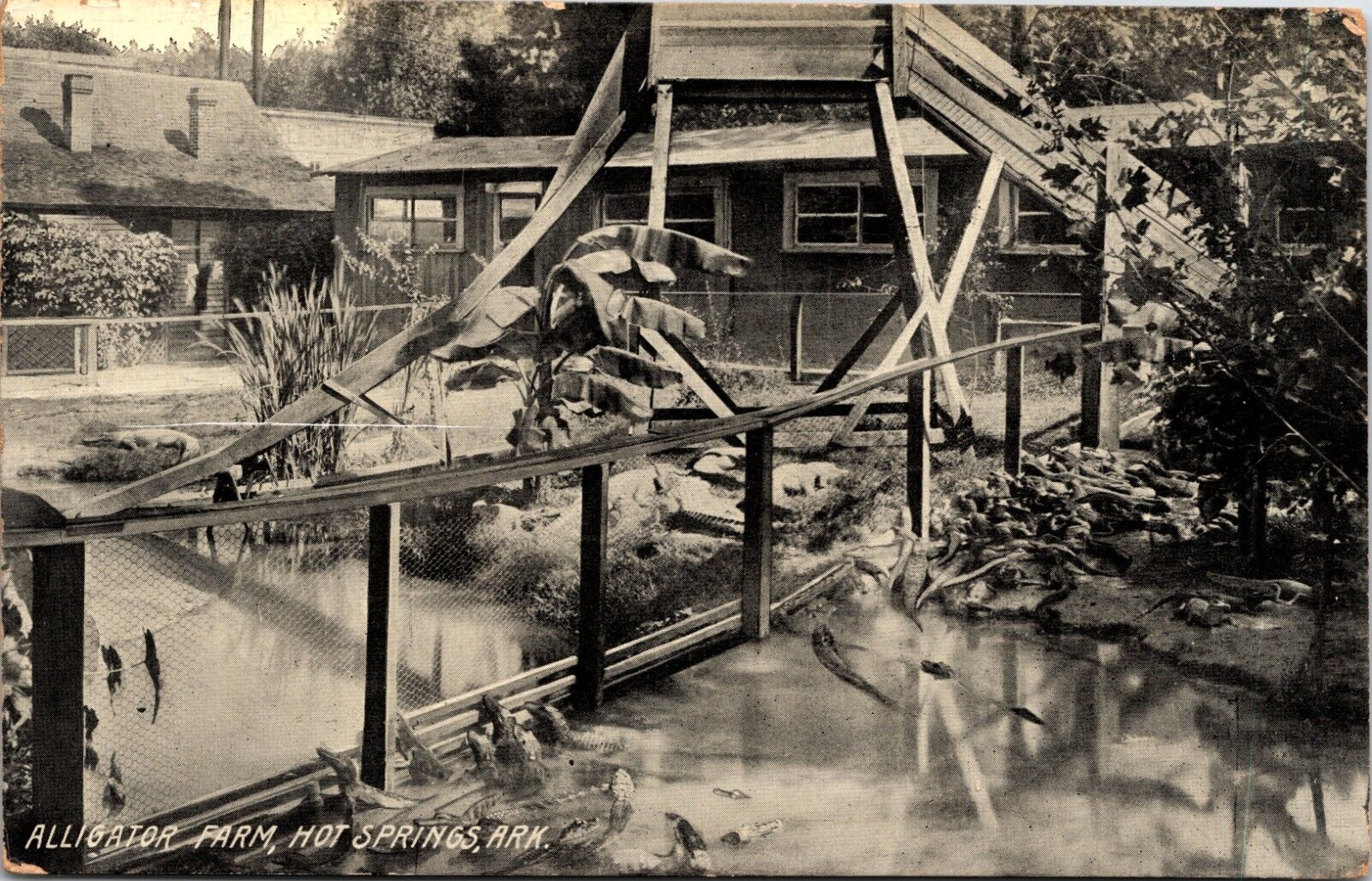 Postcard Hot Springs Arkansas - Alligator Farm - Posted - Circa 1907-15