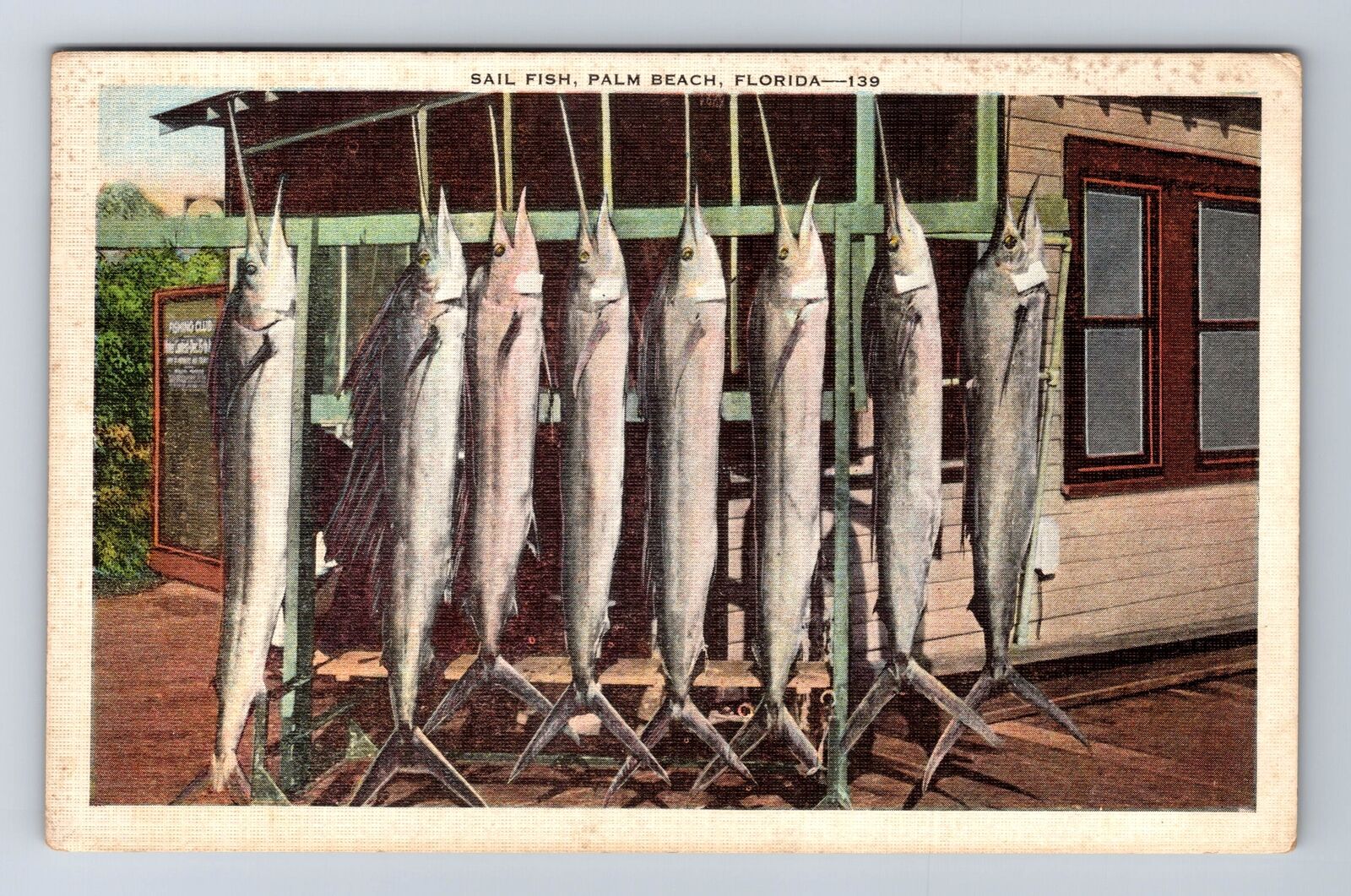 Palm Beach FL-Florida, Sail Fish Caught and Strung Up, Antique Vintage Postcard