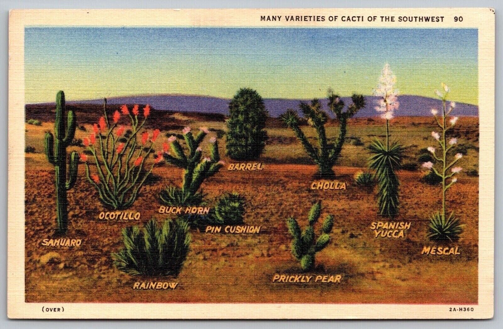Many Varieties Cacti Southwest SW Sahuaro Ocotillo Linen Postcard UNP Curteich