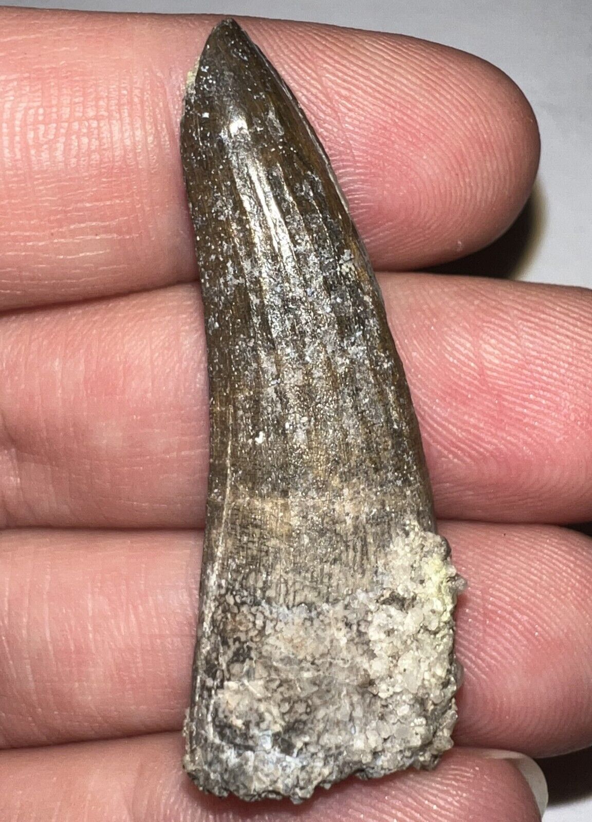 HUGE Super Rare SUCHOMIMUS Dinosaur Fossil Tooth 1.74 IN Spinosaurus Ancestor