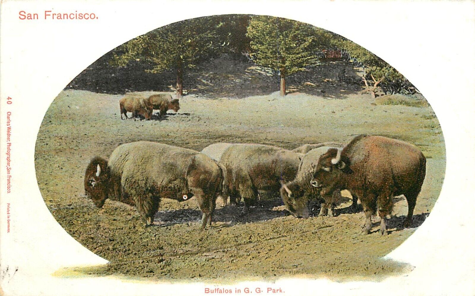 UDB Weidner Postcard 40. San Francisco Buffalos in Golden Gate Park, Unposted