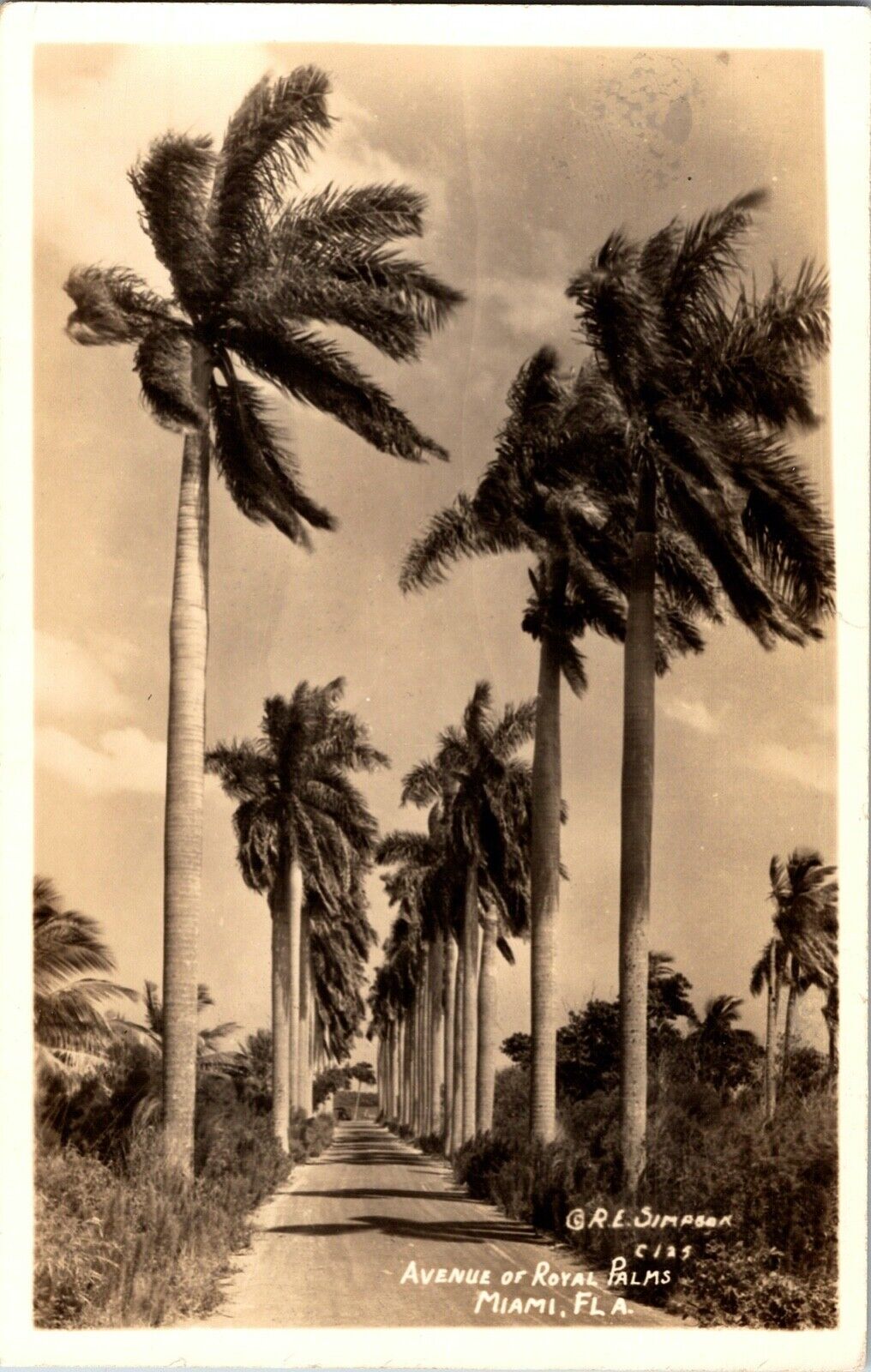 Vintage 1930\'s Avenue of Royal Palms Miami, Fl Real Photo Postcard RPPC Simpson