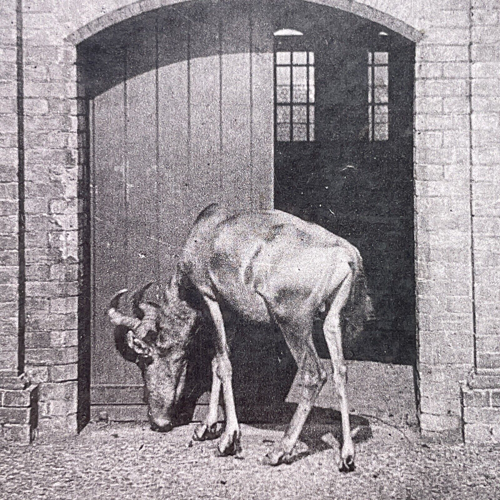 Antique 1880s Hartebeest At The London Zoo Stereoview Photo Card P1681