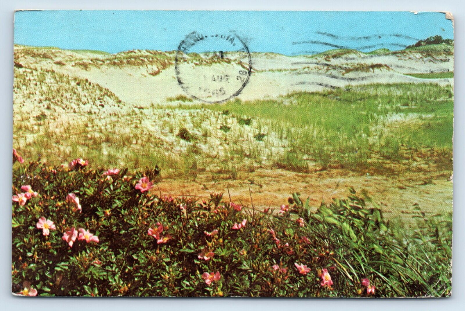 Postcard - Dunes and Flowers in Cape Cod Massachusetts MA