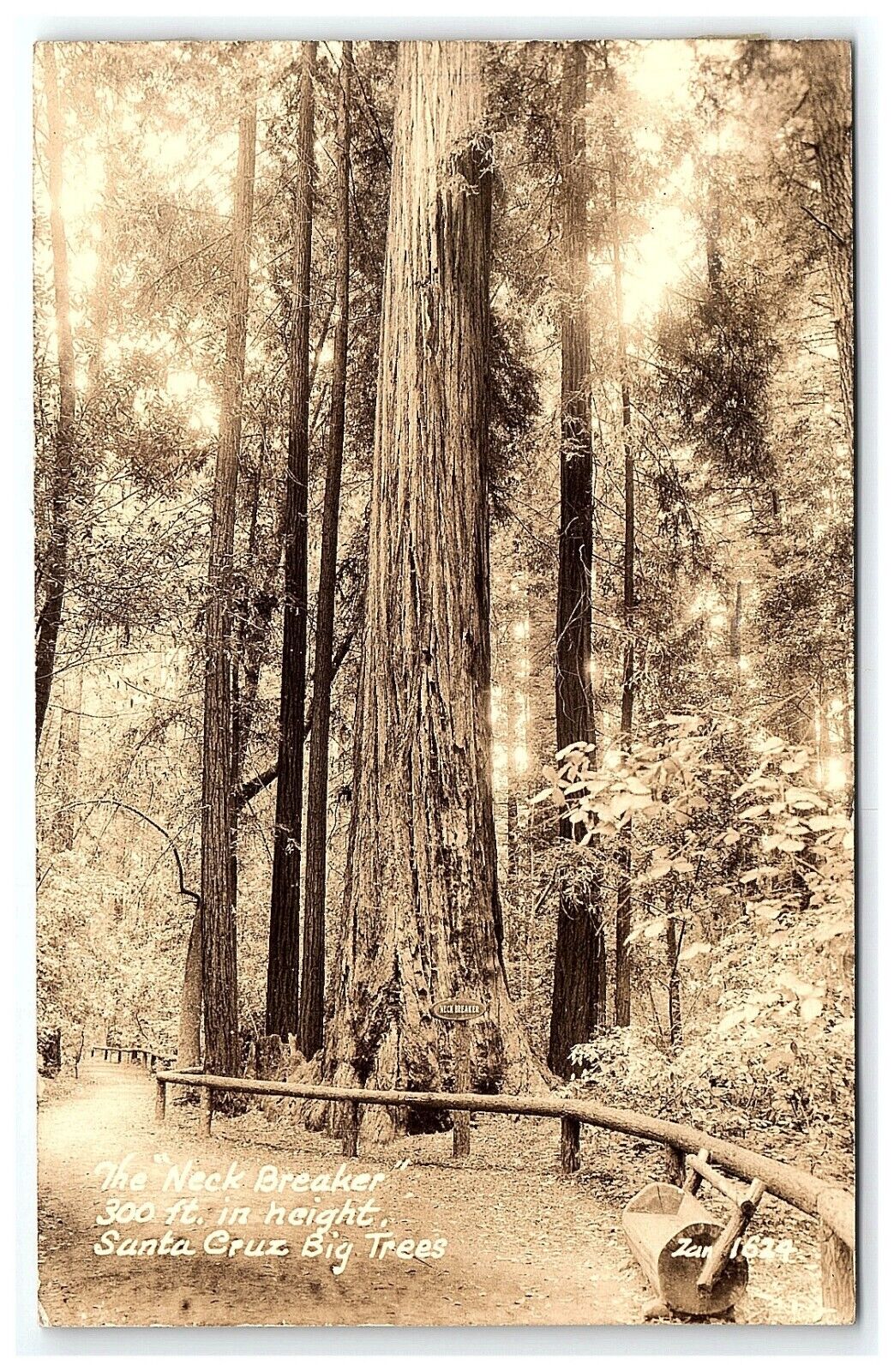 c1944 Postcard The Neck Breaker Rppc Real Photo Santa Cruz California Big Trees