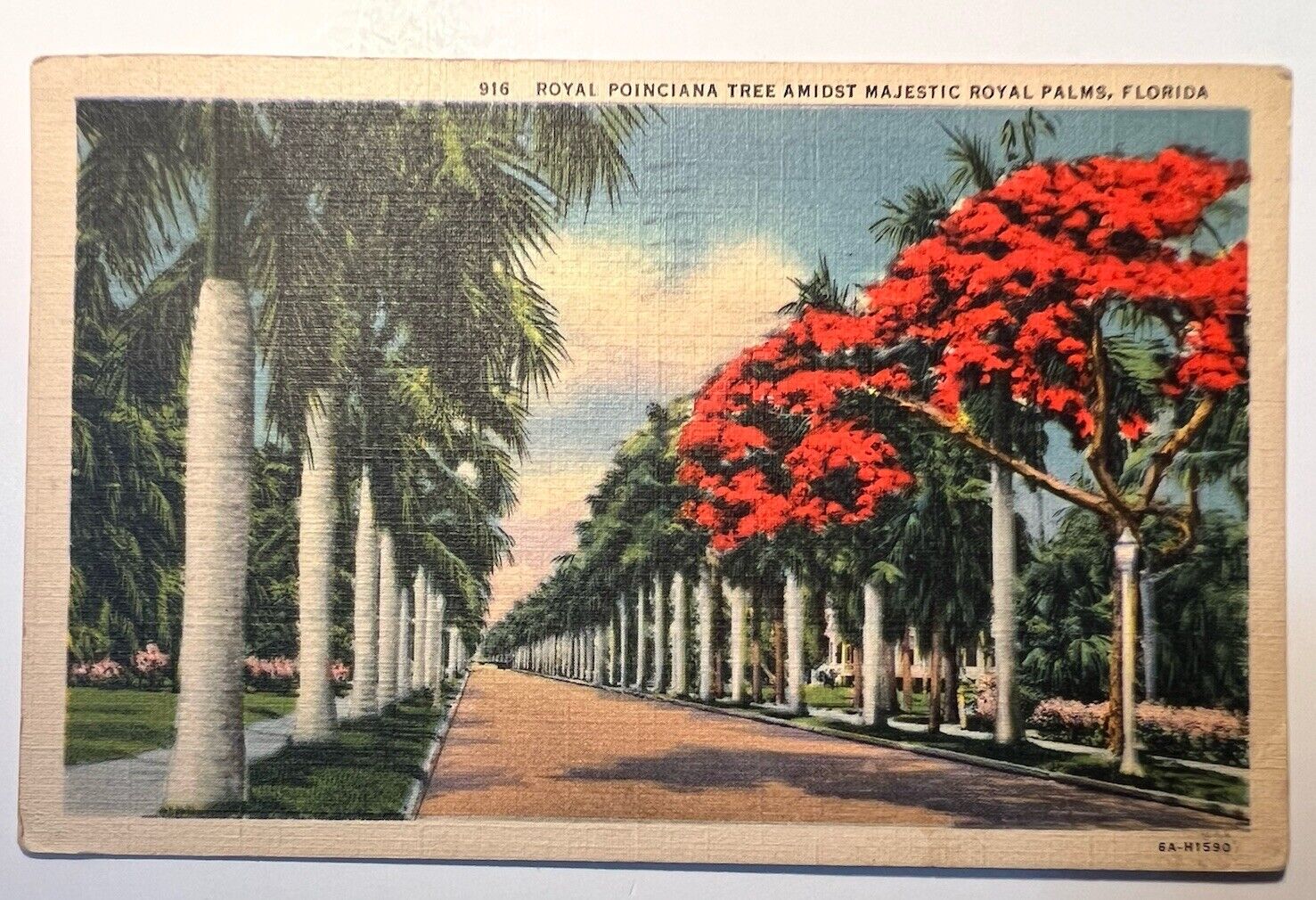 ROYAL POINCIANA TREE - ROYAL PALMS, FLORIDA LINEN POSTCARD