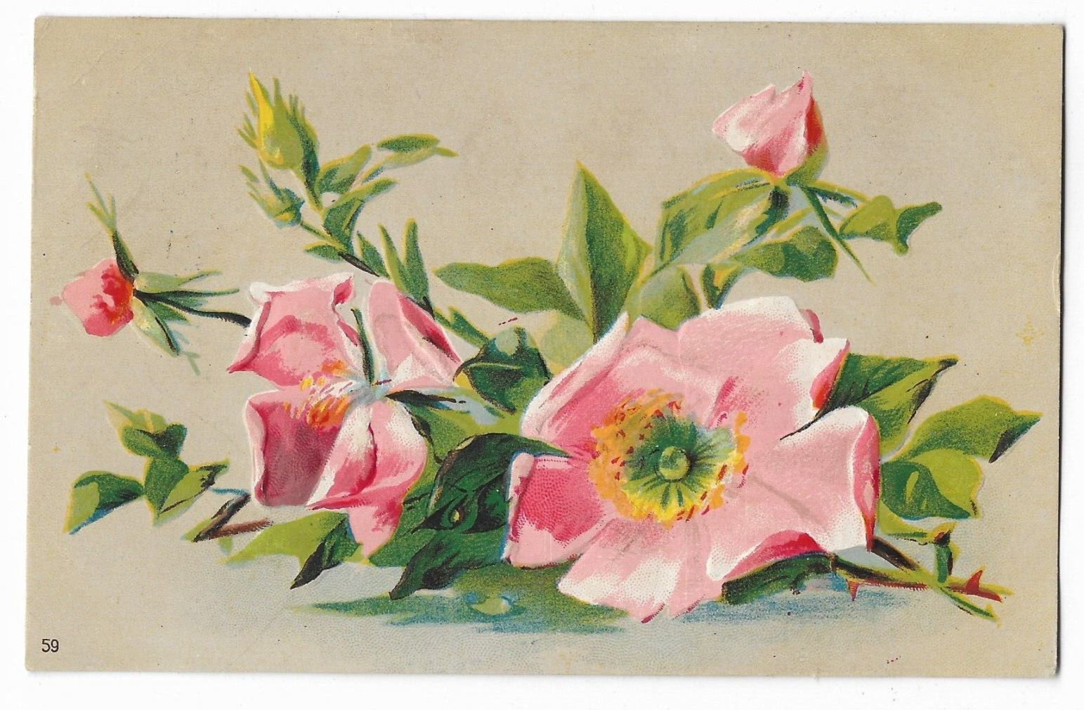 PINK FLOWERS vintage postcard 1909's