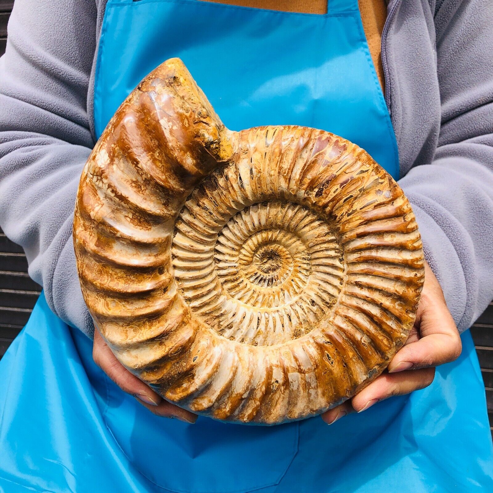 4.95LB TOP Natural Beautiful ammonite fossil conch Crystal specimen heals 1144
