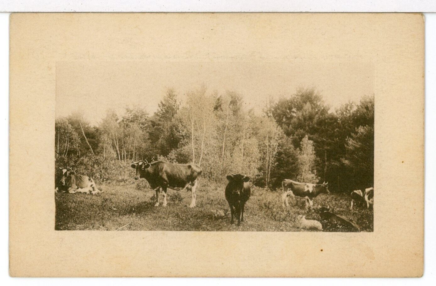 1909 - RPPC - Embossed Frame - Cows in a Field, Postmarked, Sent to Milford IN