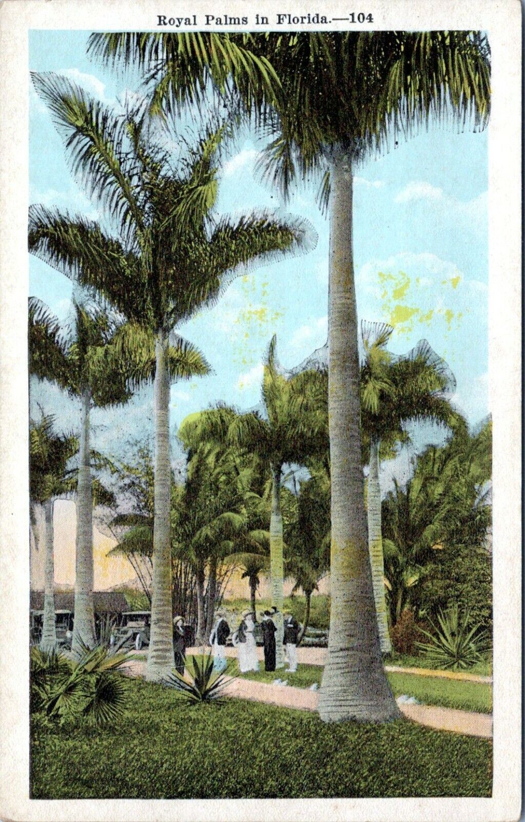 1915 Royal Palms in Florida Palm Trees Postcard FR