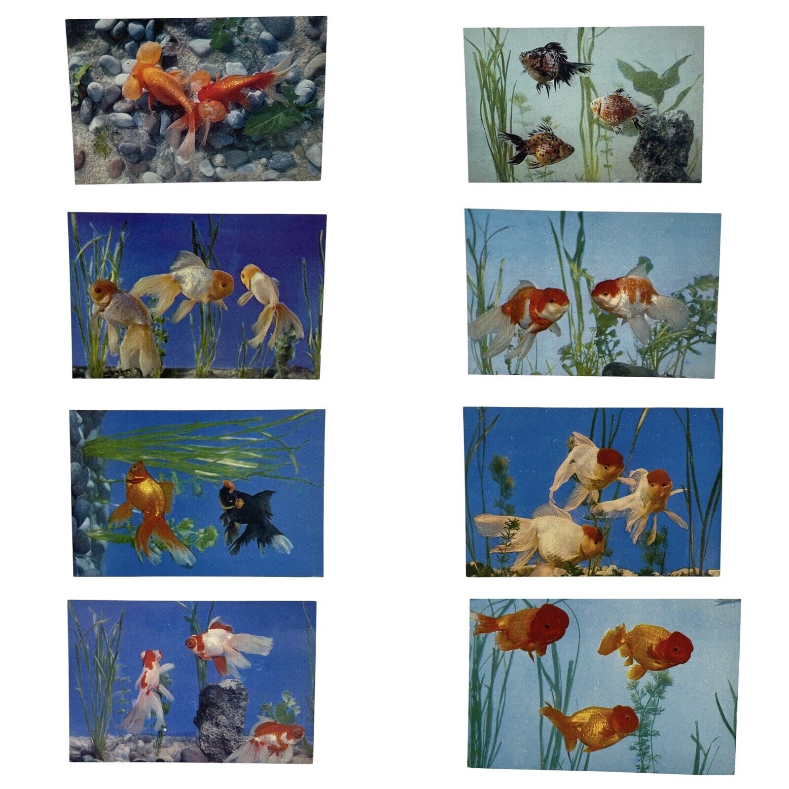 Foreign Language Press Rare 1981 Goldfish Postcards Lot of 8 in this pack