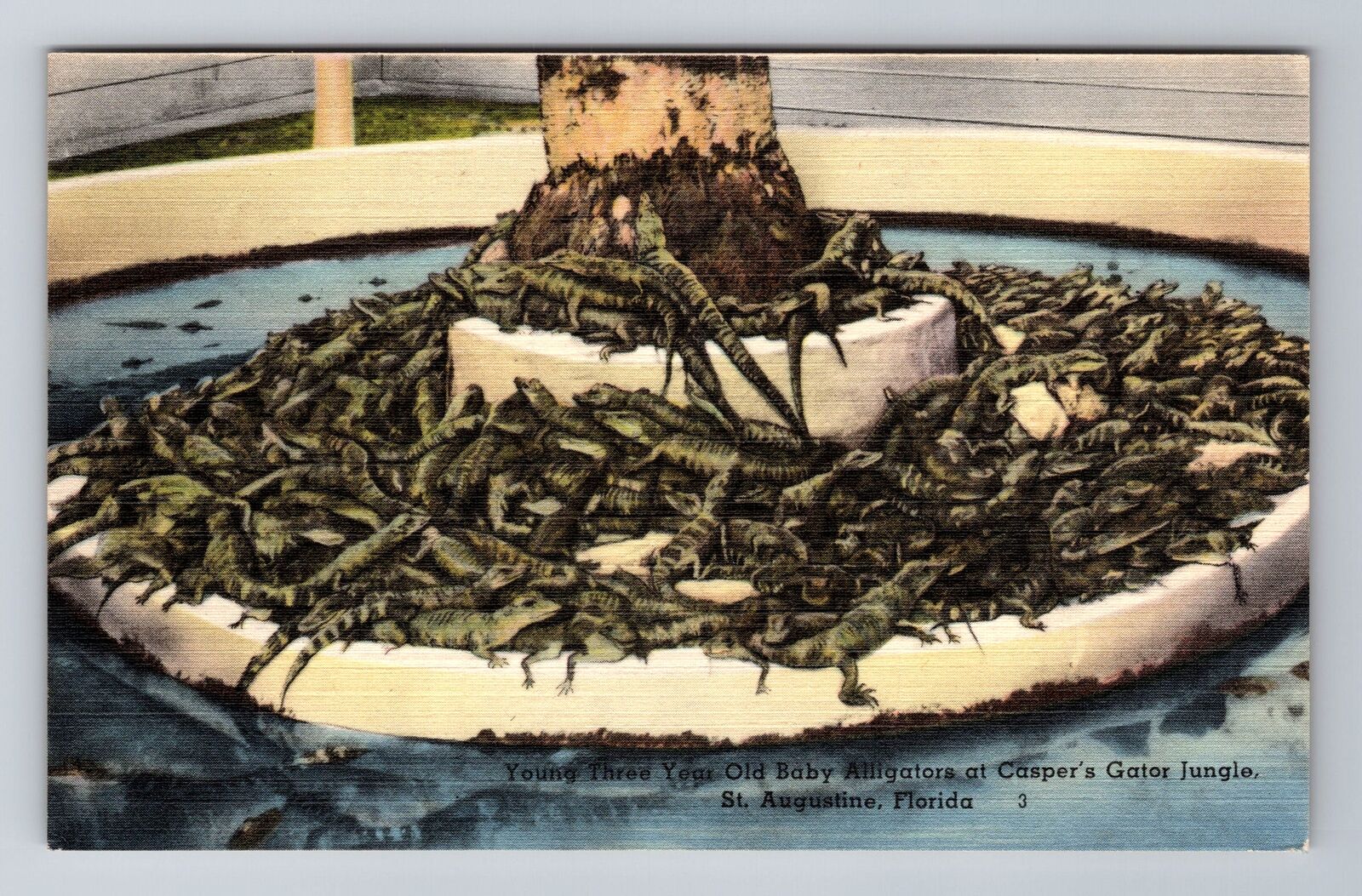 St. Augustine FL-Florida Baby Alligators, Casper\'s Gator Jungle Vintage Postcard