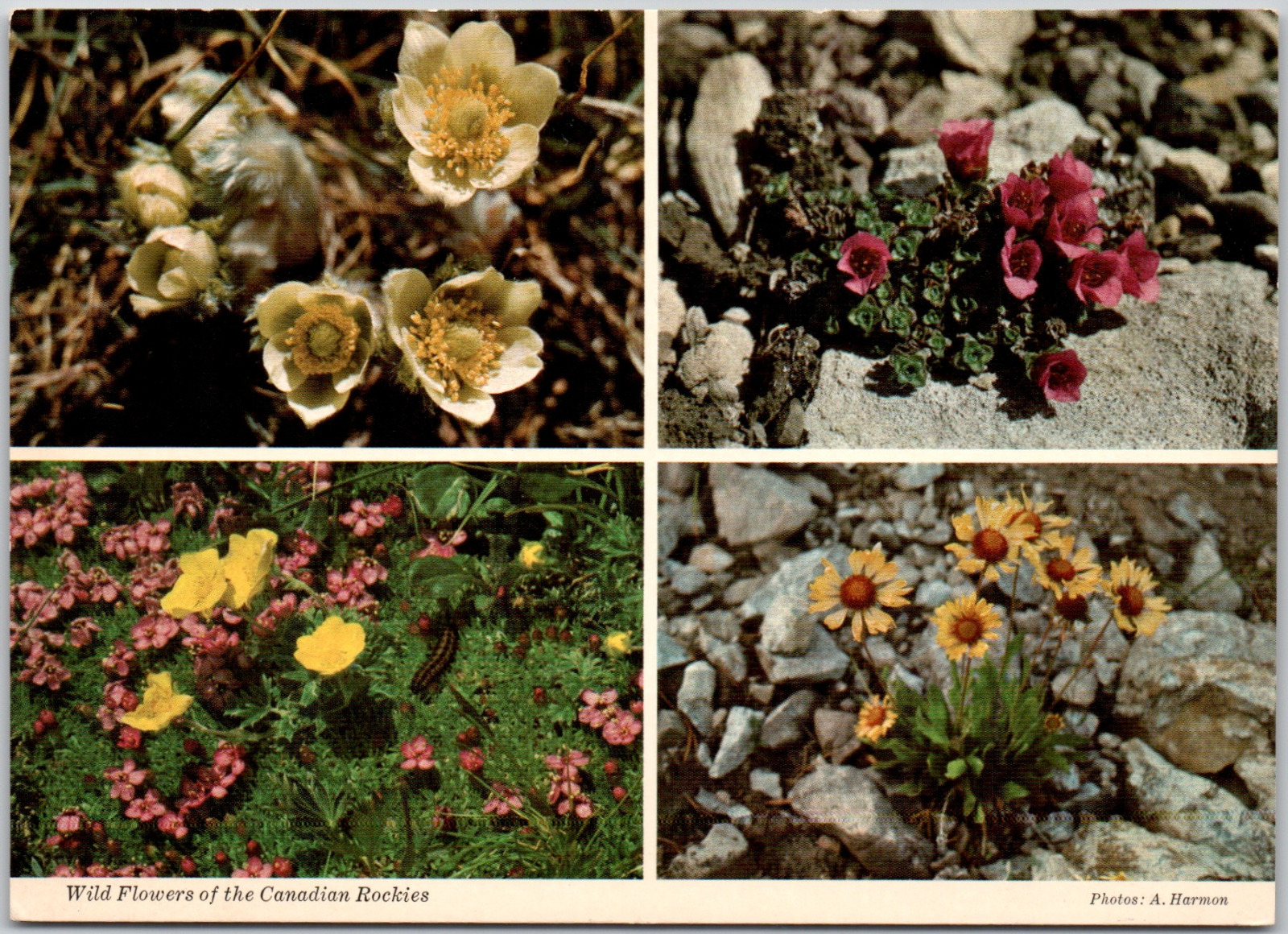 Canada Wildflowers Of The Canadian Rockies Anemone Saxifrage Vintage Postcard