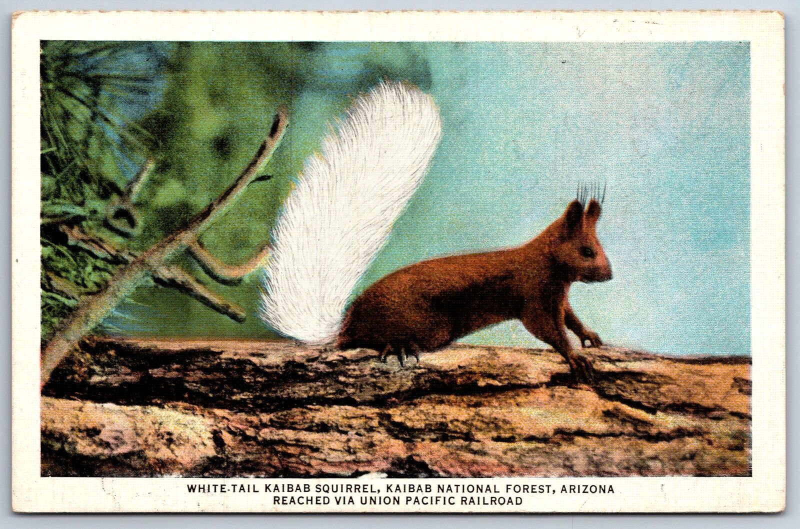 Arizona~White Tail Kaibab Squirrel @ Natl Forest~Union Pacific Vintage Linen PC