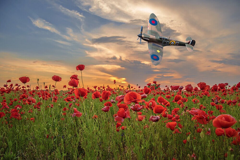 BBMF Spitfire over poppy field, canvas print various sizes free delivery 