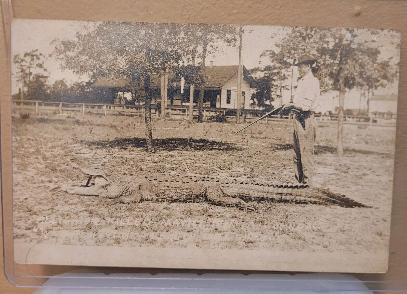 Divided RPPC /Auburndale, Florida/FL 1911 Postcard-Giant Alligator 12ft. 489lbs.