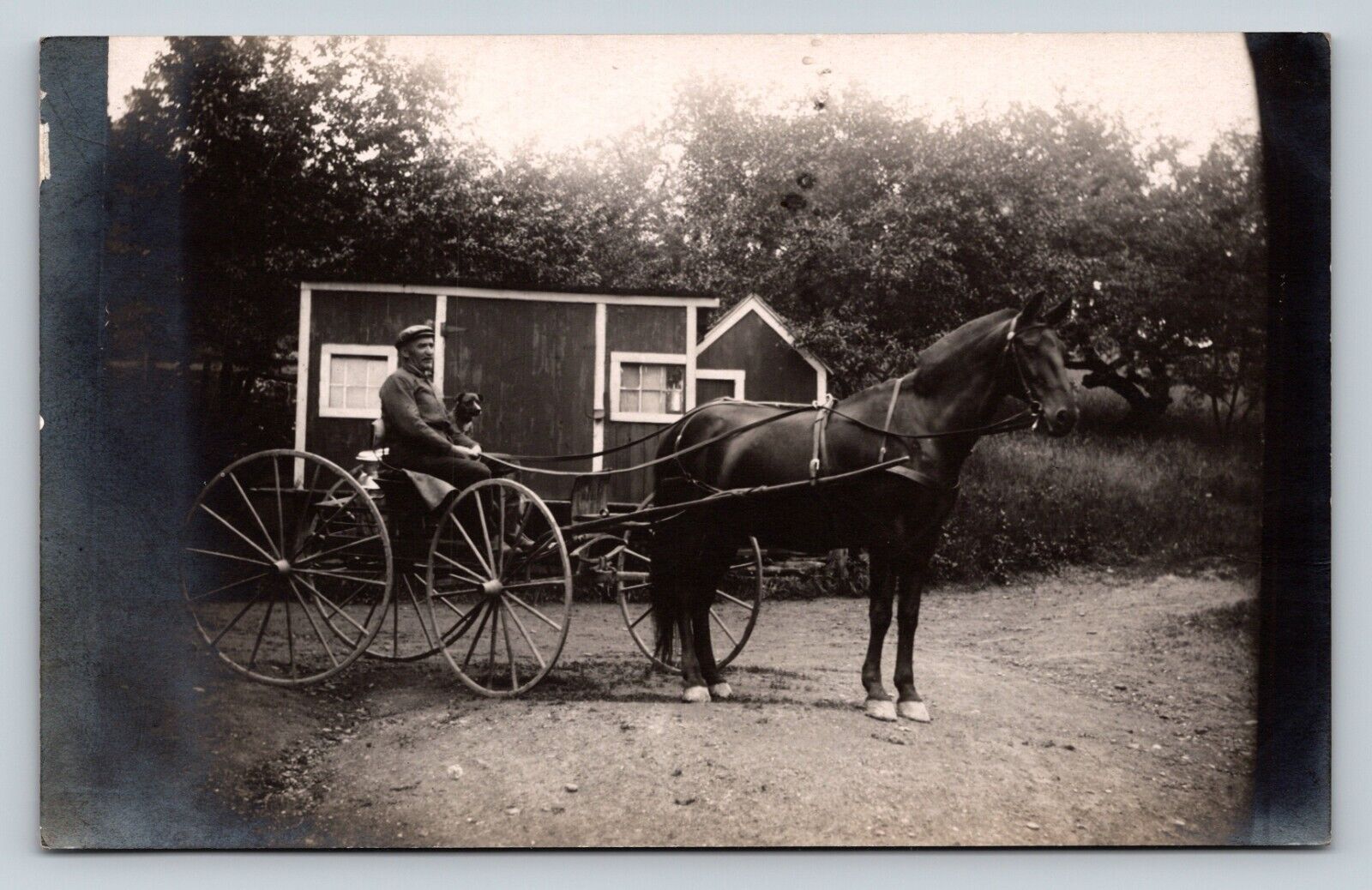 RPPC Man & Dog In Buggy Big Beautiful Horse 'Going To Milk' Msg ANTIQUE Postcard