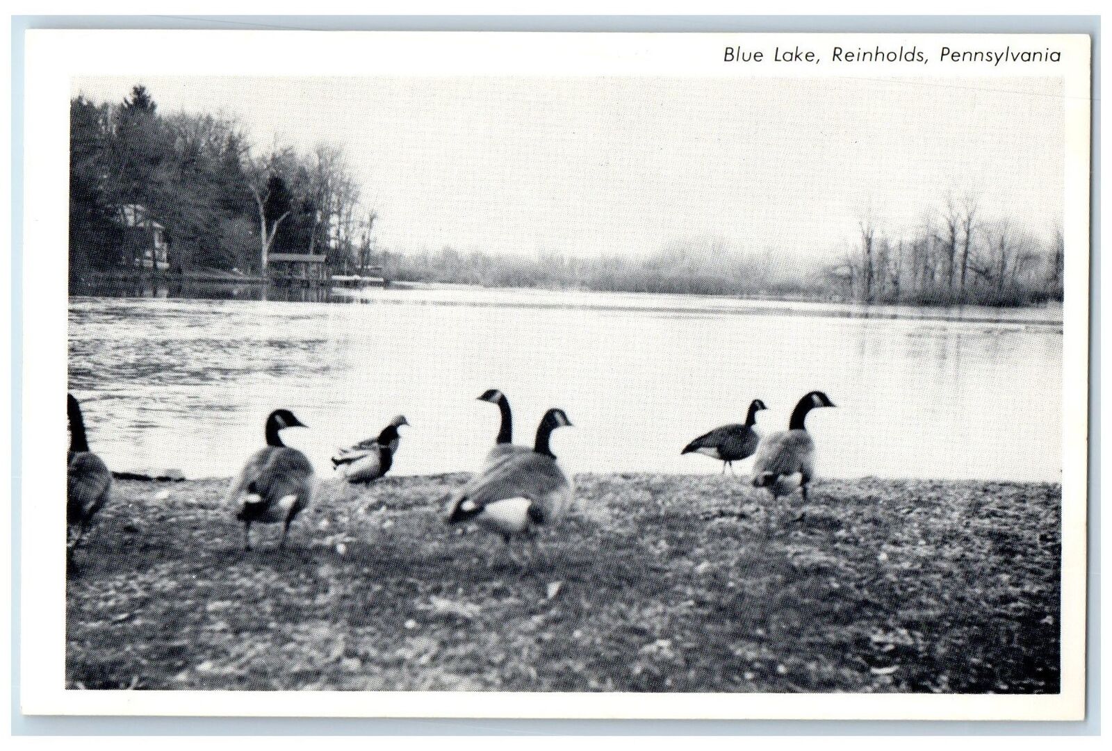 c1960s Blue Lake Reinholds Ducks Scene Pennsylvania PA Unposted Vintage Postcard
