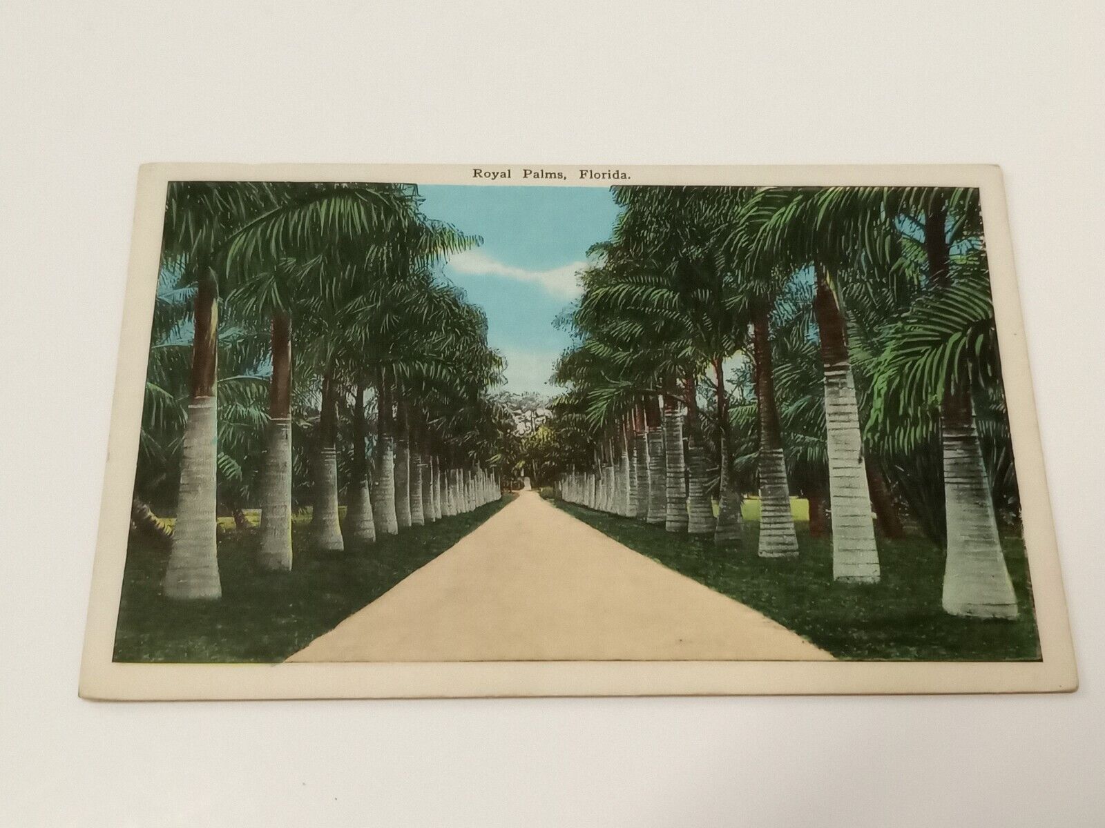 Florida Royal Palms Avenue Royal Vintage Postcard 