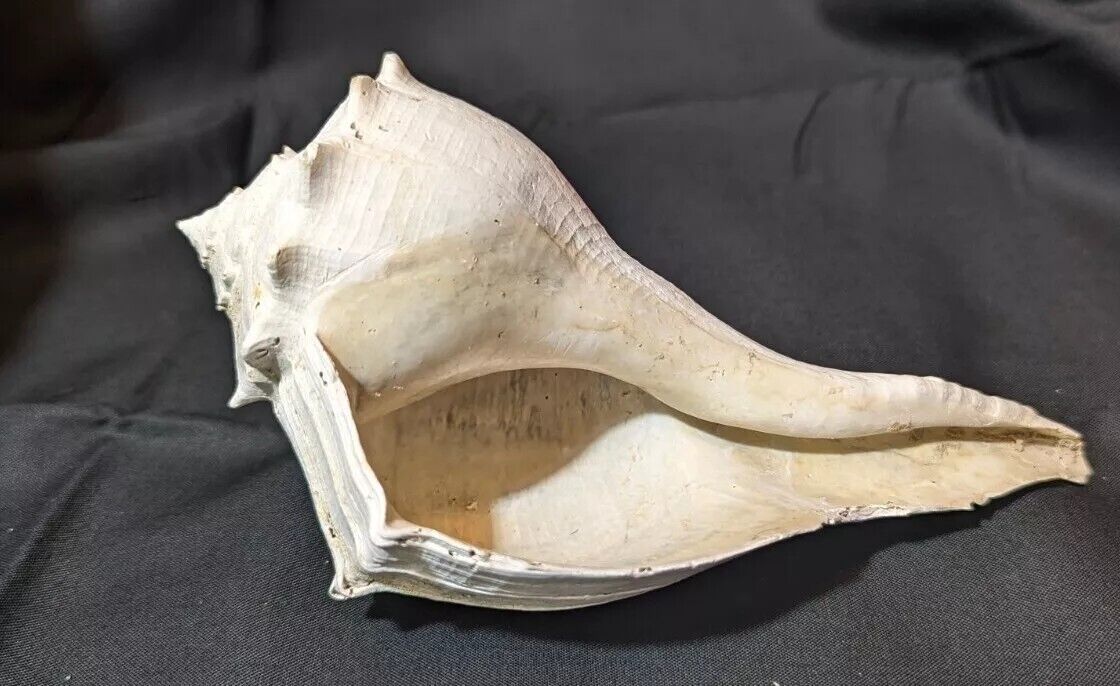 Rare Fossilized WHELK Shell From Central Florida - Pliocene Era. West Central Fl