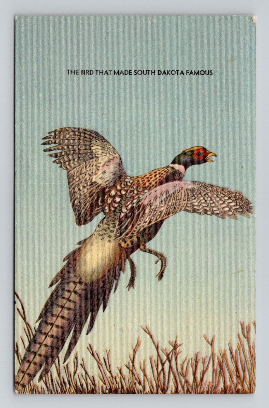 Postcard Pheasant Bird Post De Smet South Dakota, Vintage Linen F15