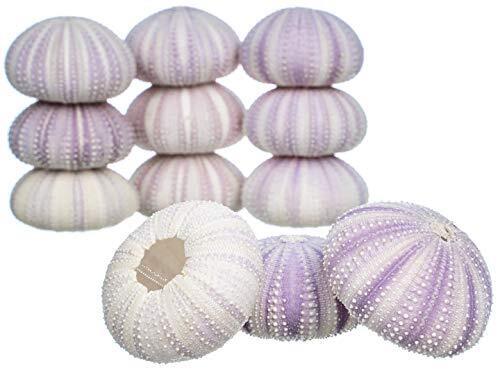 Sea Urchin Purple Sea Urchin Shell 12 Purple Sea Urchin Shells for Craft & Decor
