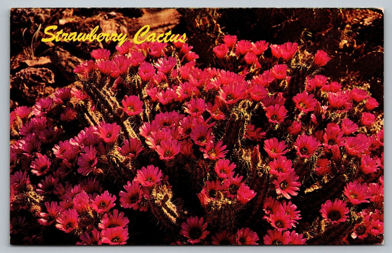 Postcard Strawberry Cactus c1966 Desert Nature Scene
