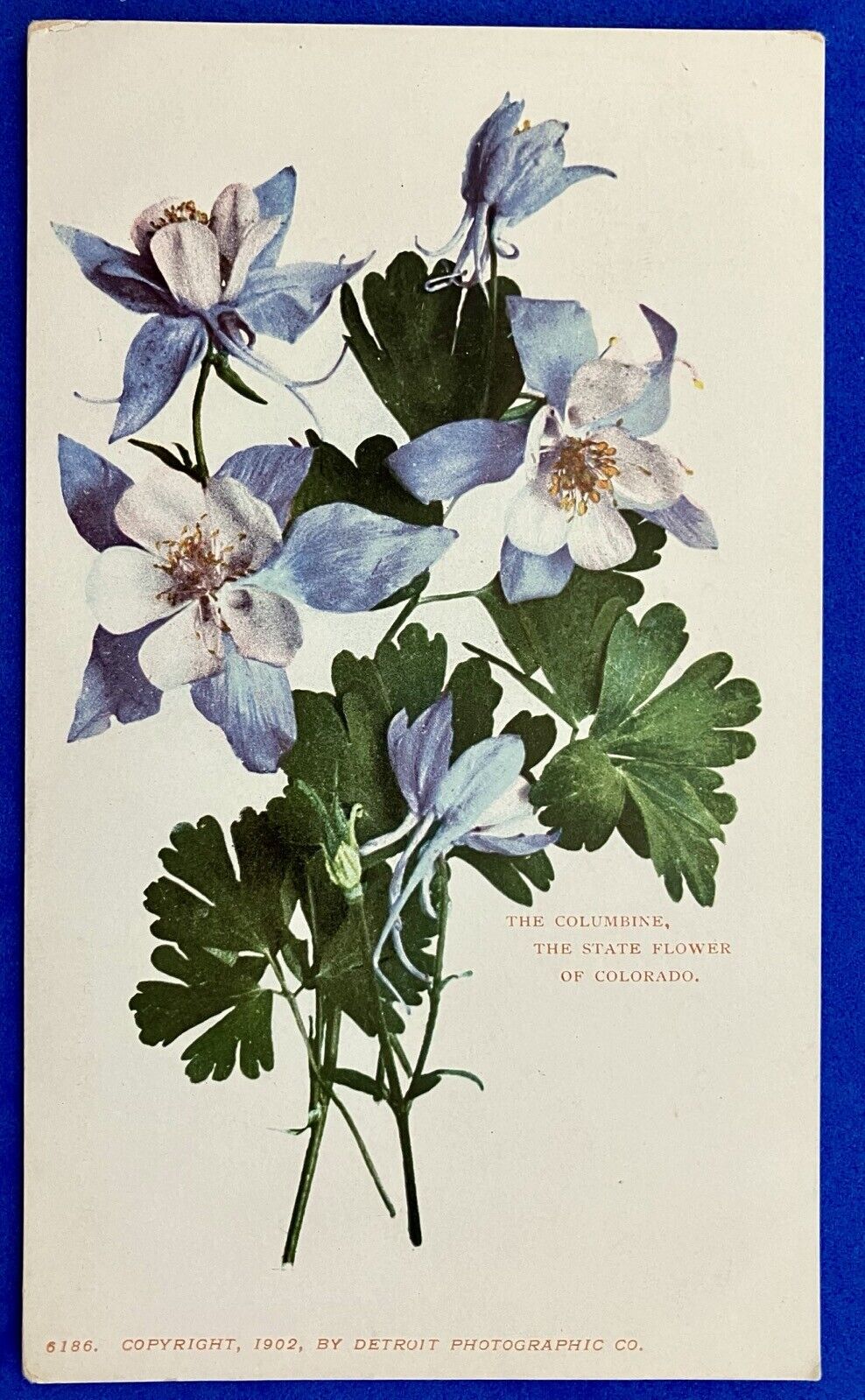 COLUMBINE, STATE FLOWER OF COLORADO, by DETROIT PHOTOGRAPHIC ~  postcard~ 1902