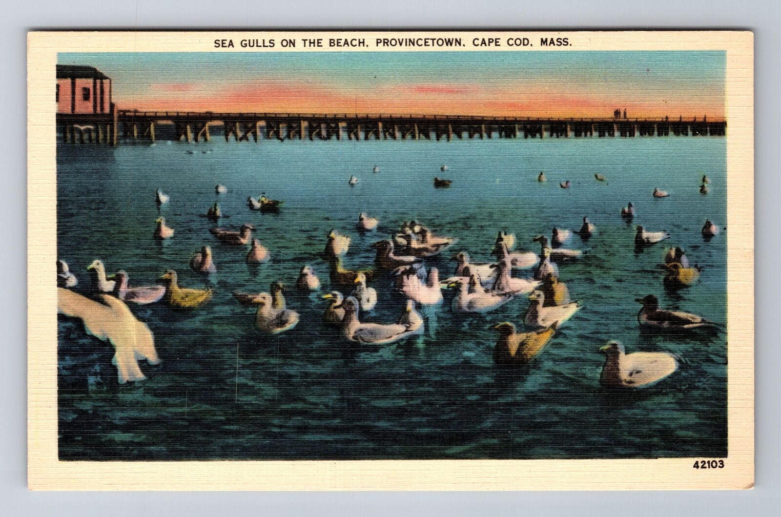 Cape Cod MA-Massachusetts, Sea Gulls On The Beach Provincetown Vintage Postcard