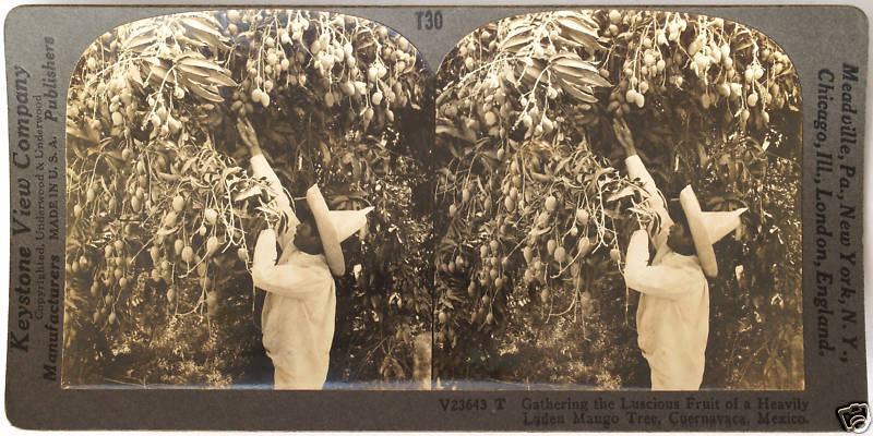 Keystone Stereoview Picking Mangos, Cuernavada, Mexico from 1930’s T400 Set #T30