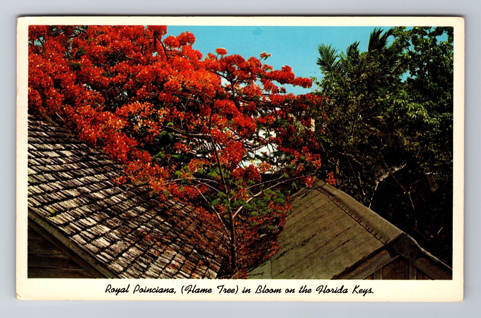 FL-Florida, Royal Poinciana In Bloom, Antique, Vintage c1964 Souvenir Postcard