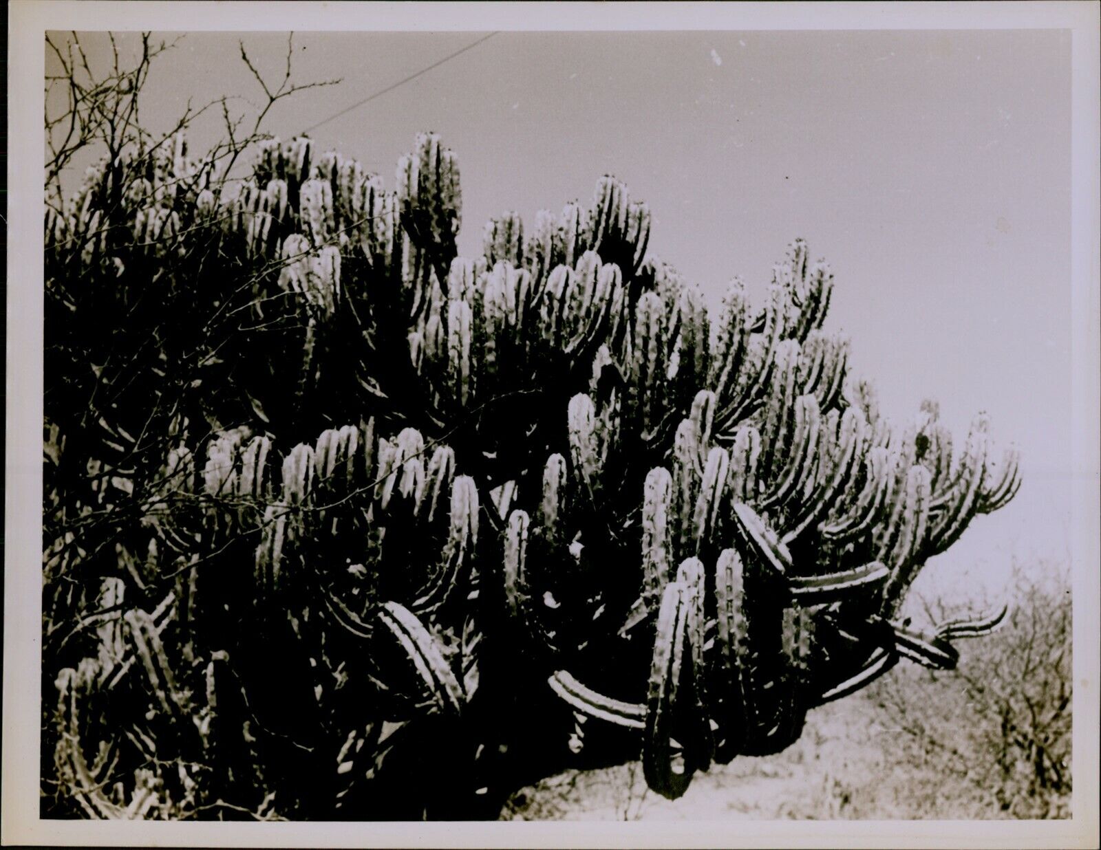GA43 Original Stratton Photo HUGE CACTUS PLANT Growing in Southwestern Desert