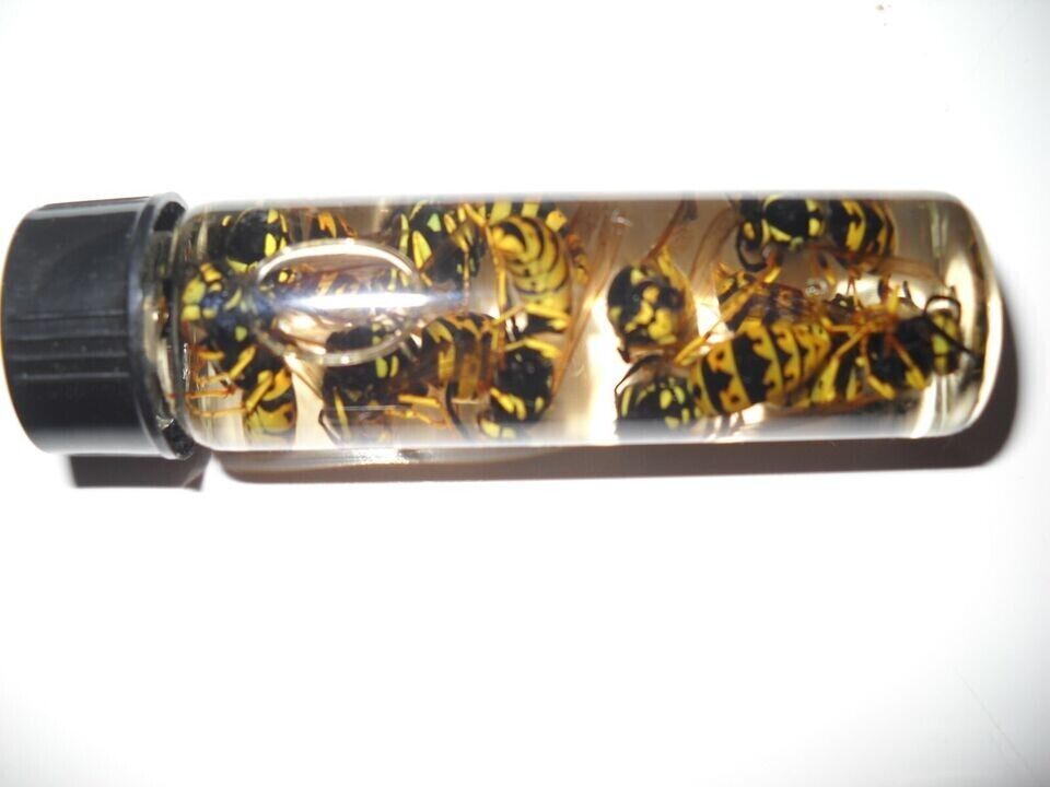 24 Wet REAL Bees YELLOW JACKET WASP V Pensylanica Wet SPECIMEN INSECT