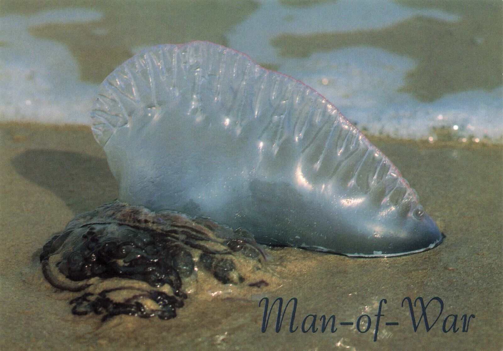 Postcard Man-of-War Jellyfish Gulf of Mexico Beaches Stings Water Sand Painful