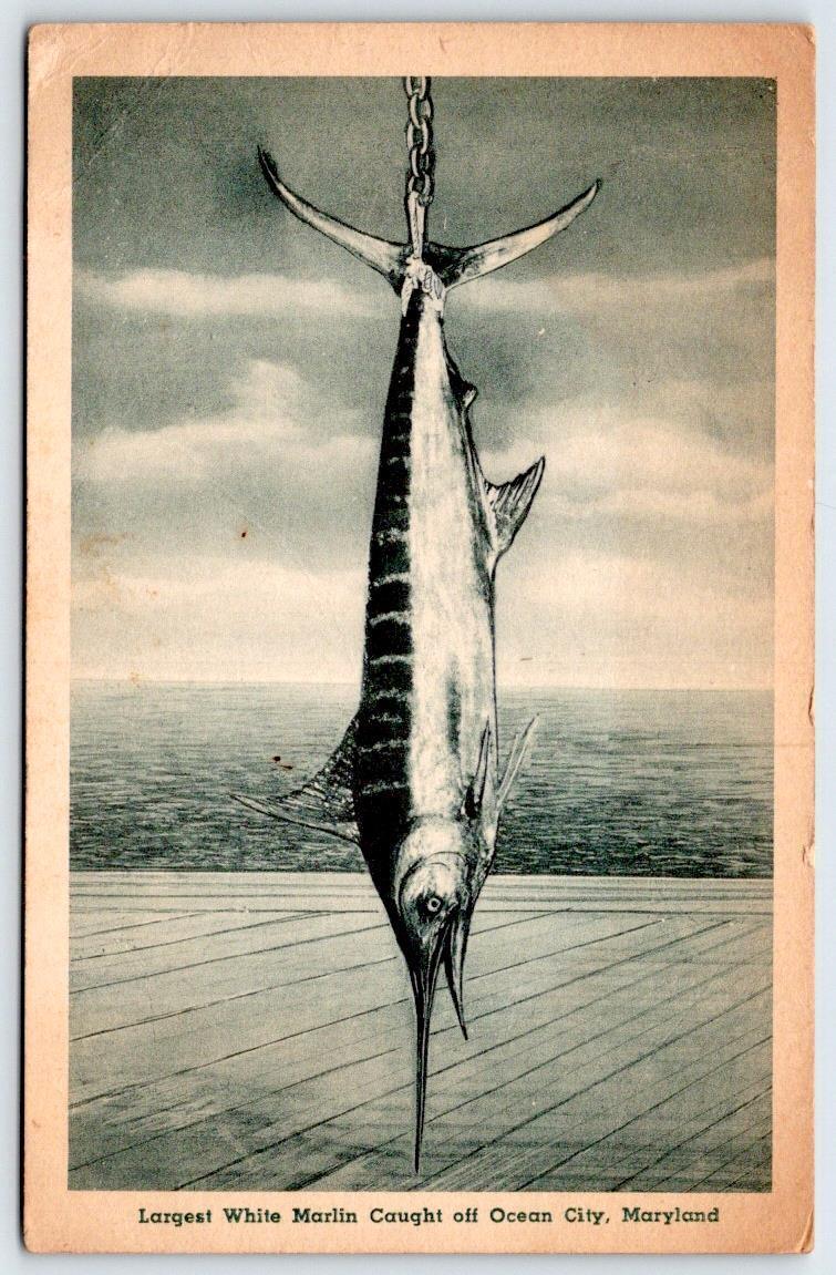 1943 OCEAN CITY MD LARGEST WHITE MARLIN CAUGHT VINTAGE MARYLAND BEACH POSTCARD