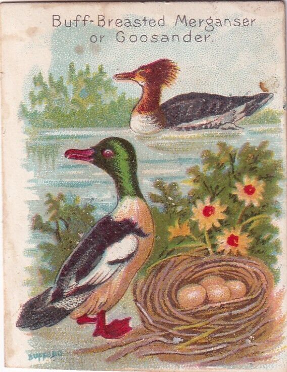1800\'s Victorian Card -Arm & Hammer Beautiful Birds Buff Breasted Merganser -#B2