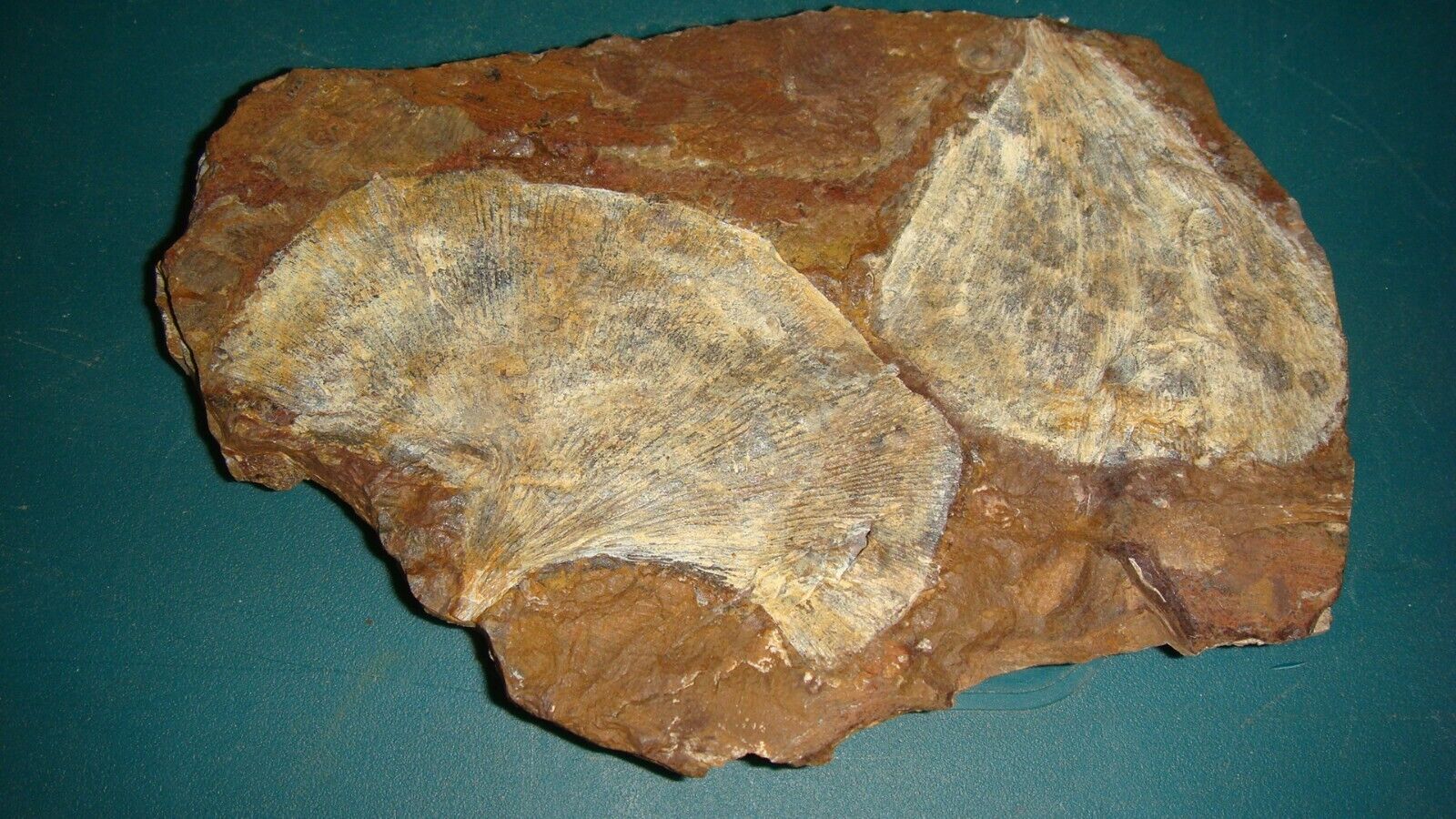 G-2 Fossil Leaf Gingko cranei Paleocene Sentinel Butte ND  0 lb 4 oz