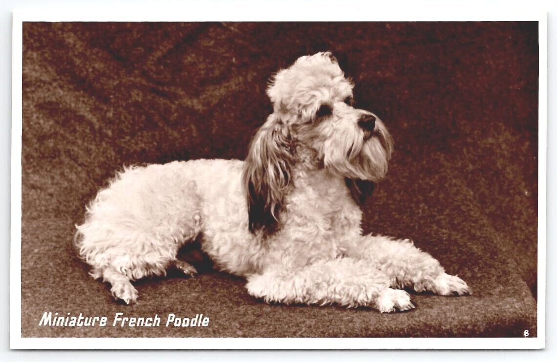 RPPC Cutest Miniature French Poodle Puppy Dog Real Photo Postcard A49
