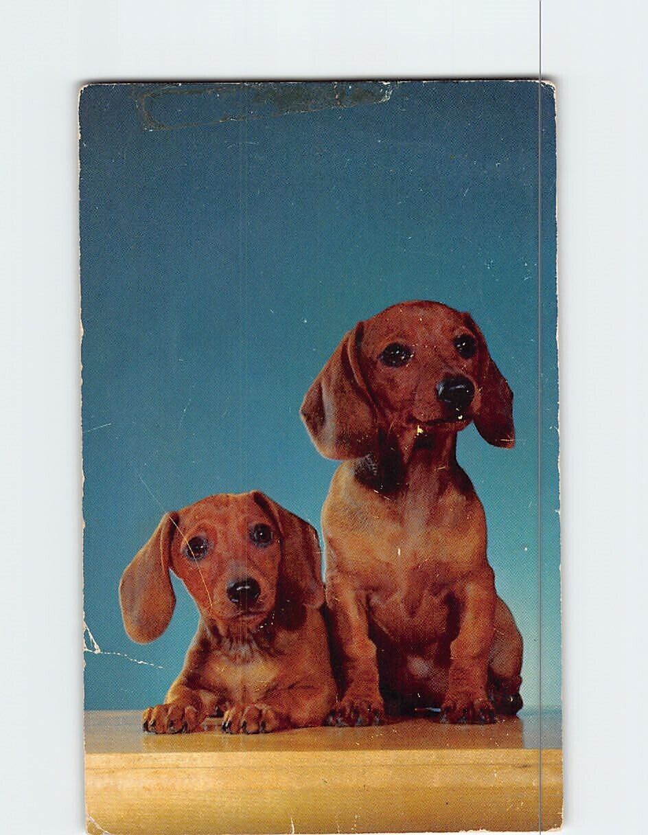 Postcard Two Cute Dogs Hansel & Gretel