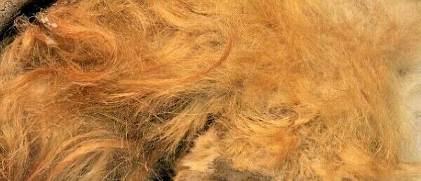 1 GRAM WOOLLY MAMMOTH REAL HAIR WOOLY BONE LARGE WOOL FUR MASTODON EXTINCT NICE