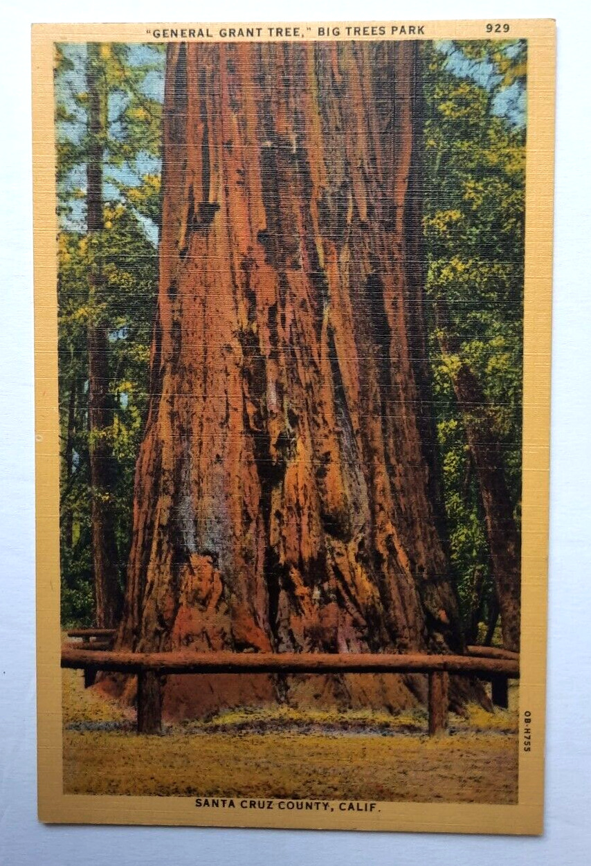 GENERAL GRANT TREE Big Trees Park Vintage Linen Postcard Santa Cruz Ca Unused