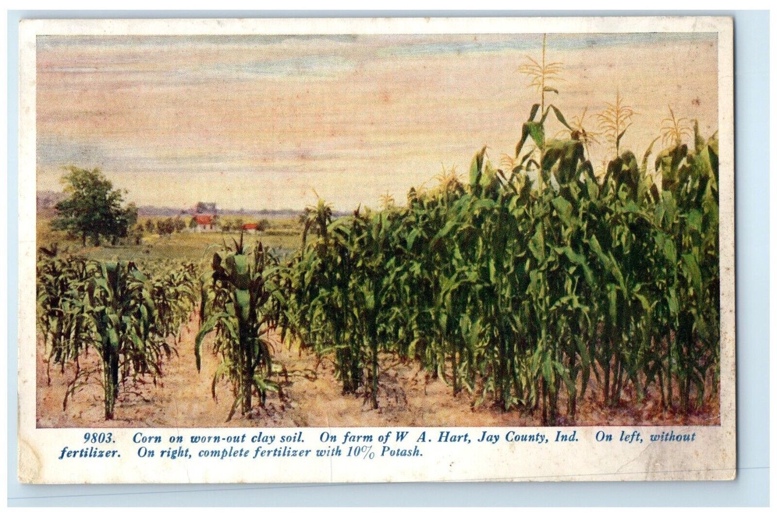 c1910's Corn Worn-Out Clay Soil Advertising Field Jay County Indiana IN Postcard